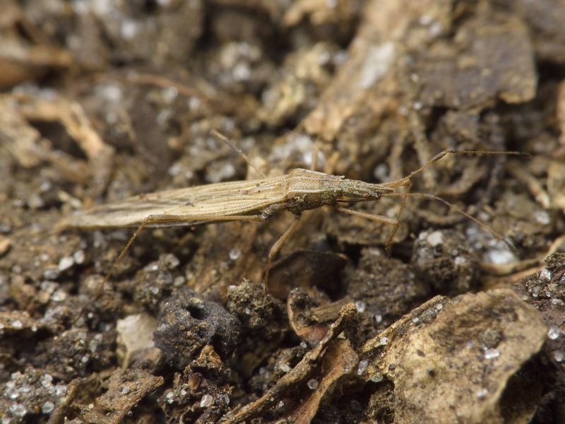 Berytinus (Berytinus) clavipes (Fabricius, 1775)